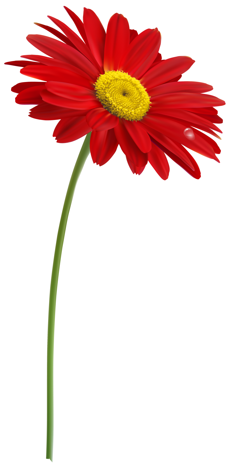 a red flower on a white background