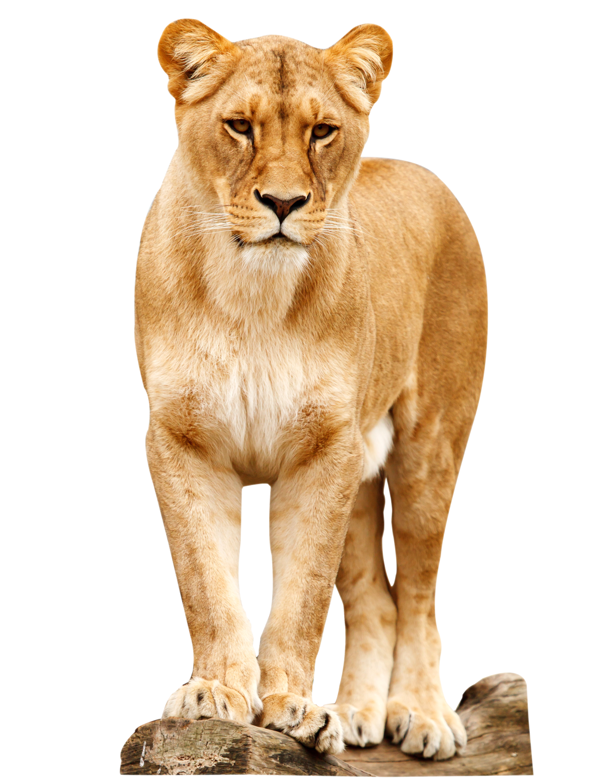 a lion standing on top of a rock