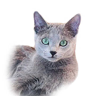 a gray cat with green eyes looking at the camera