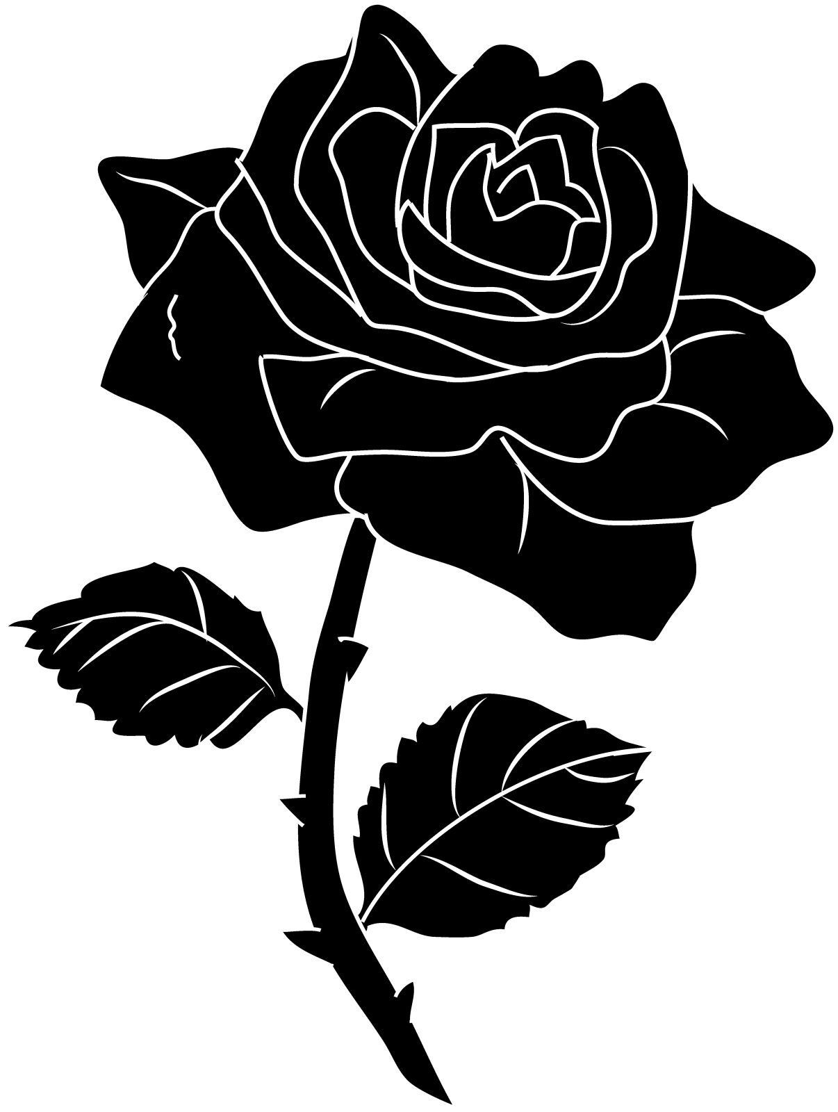 a black rose on a white background