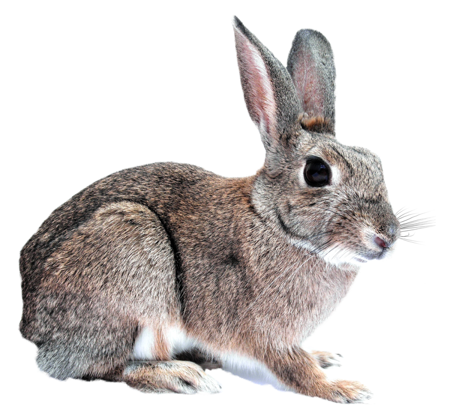 a rabbit is sitting on a white surface