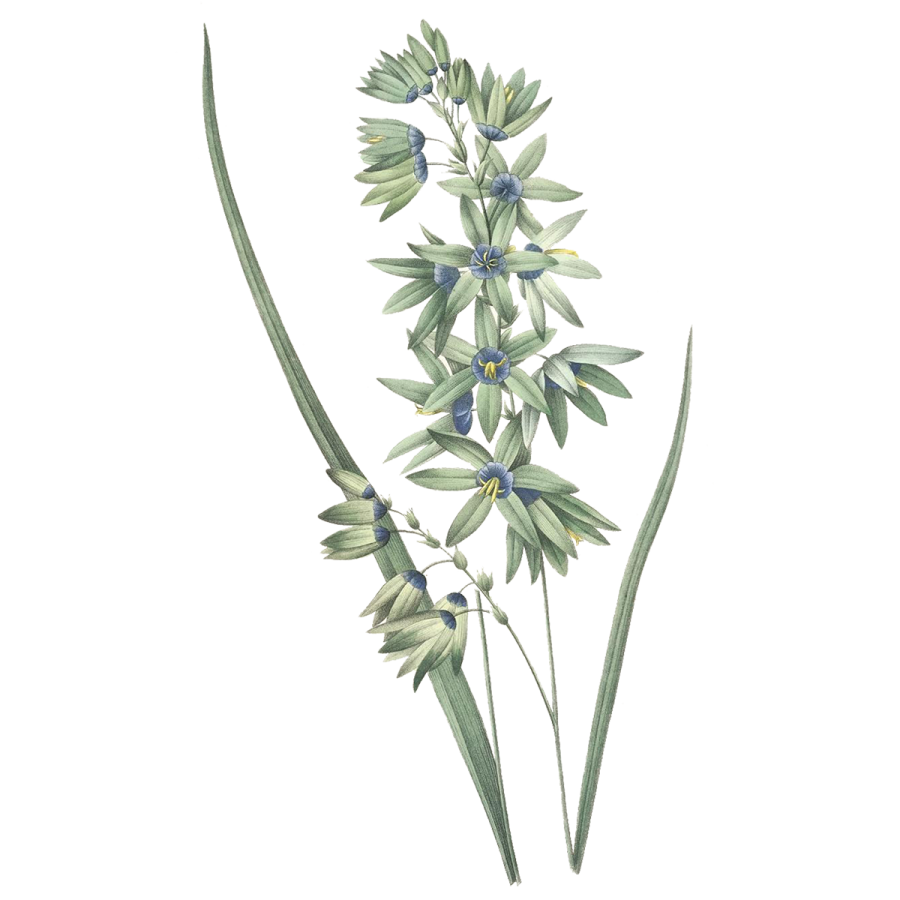 an illustration of a plant with blue flowers