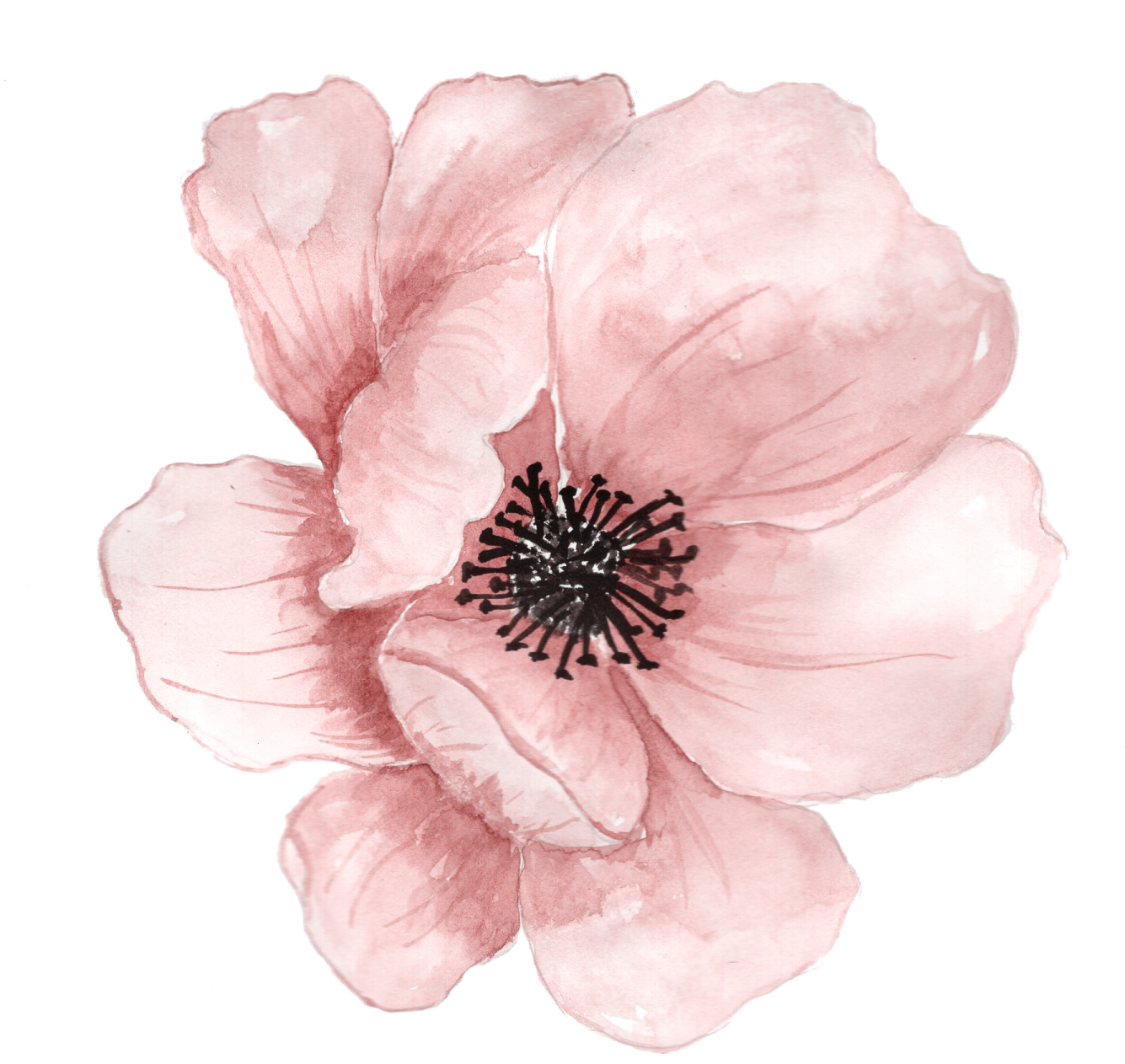 a pink flower on a white background