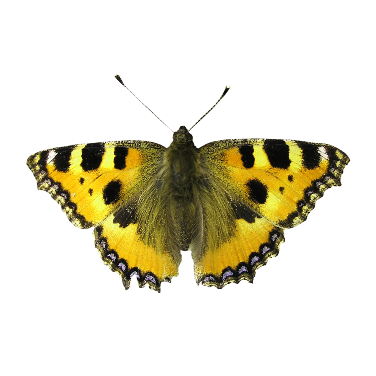 a yellow butterfly on a white background