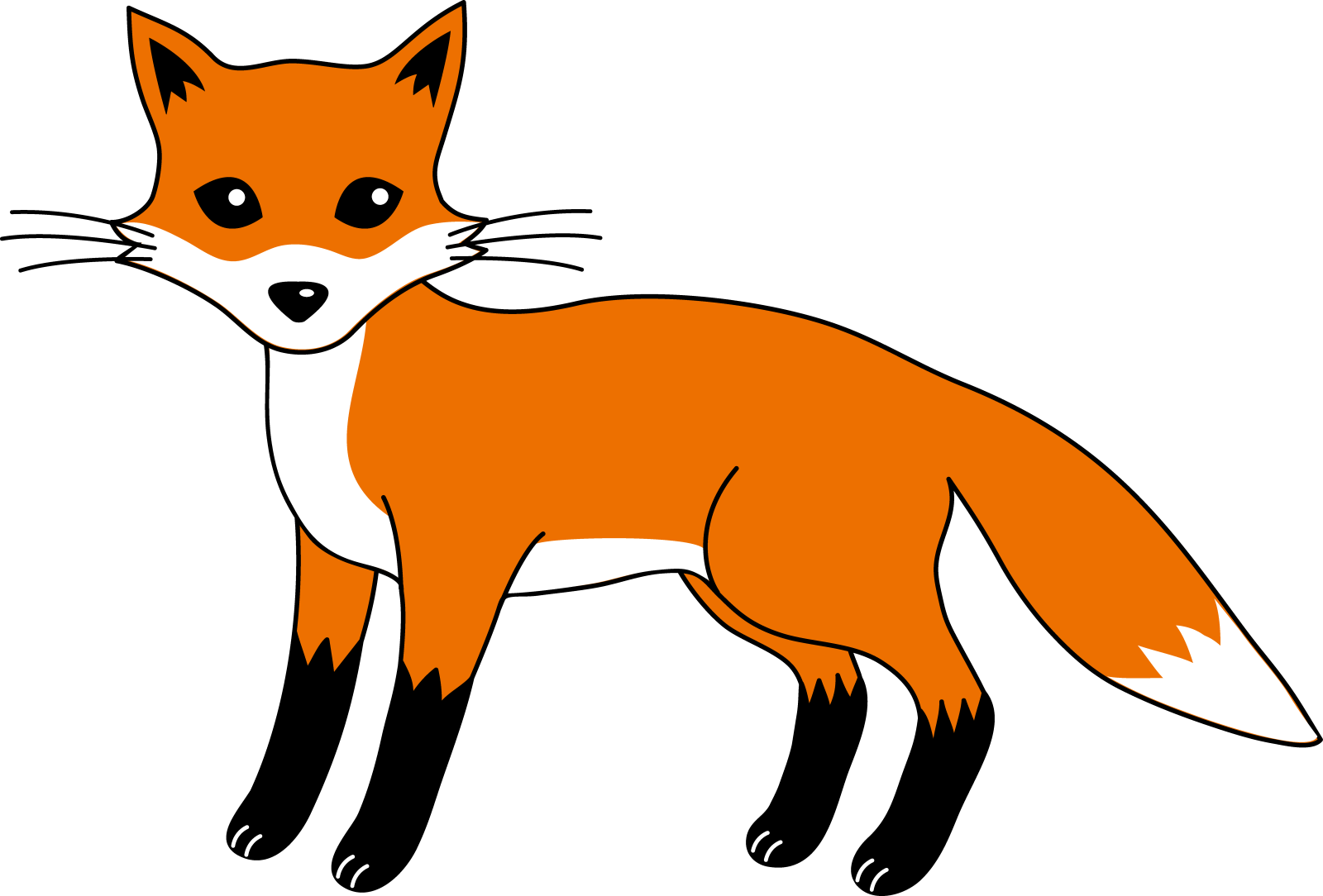 an orange fox with a black tail