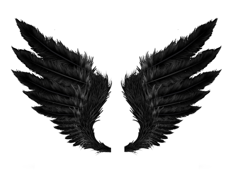 two black feathers on a white background