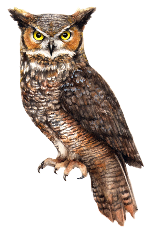 a drawing of an owl sitting on a branch
