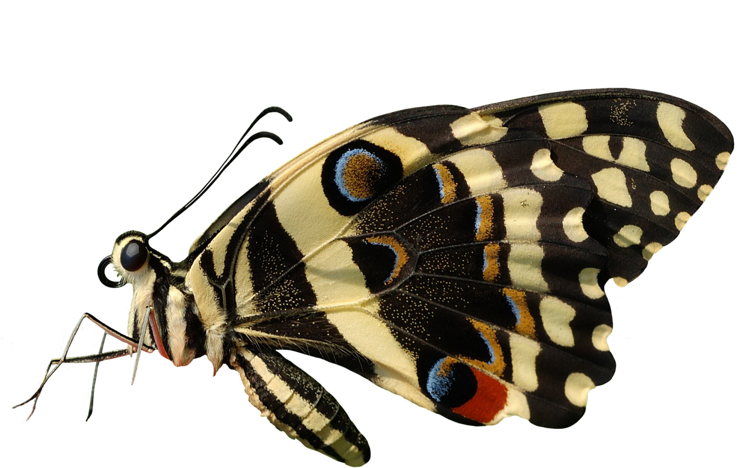 a black and white butterfly on a white background