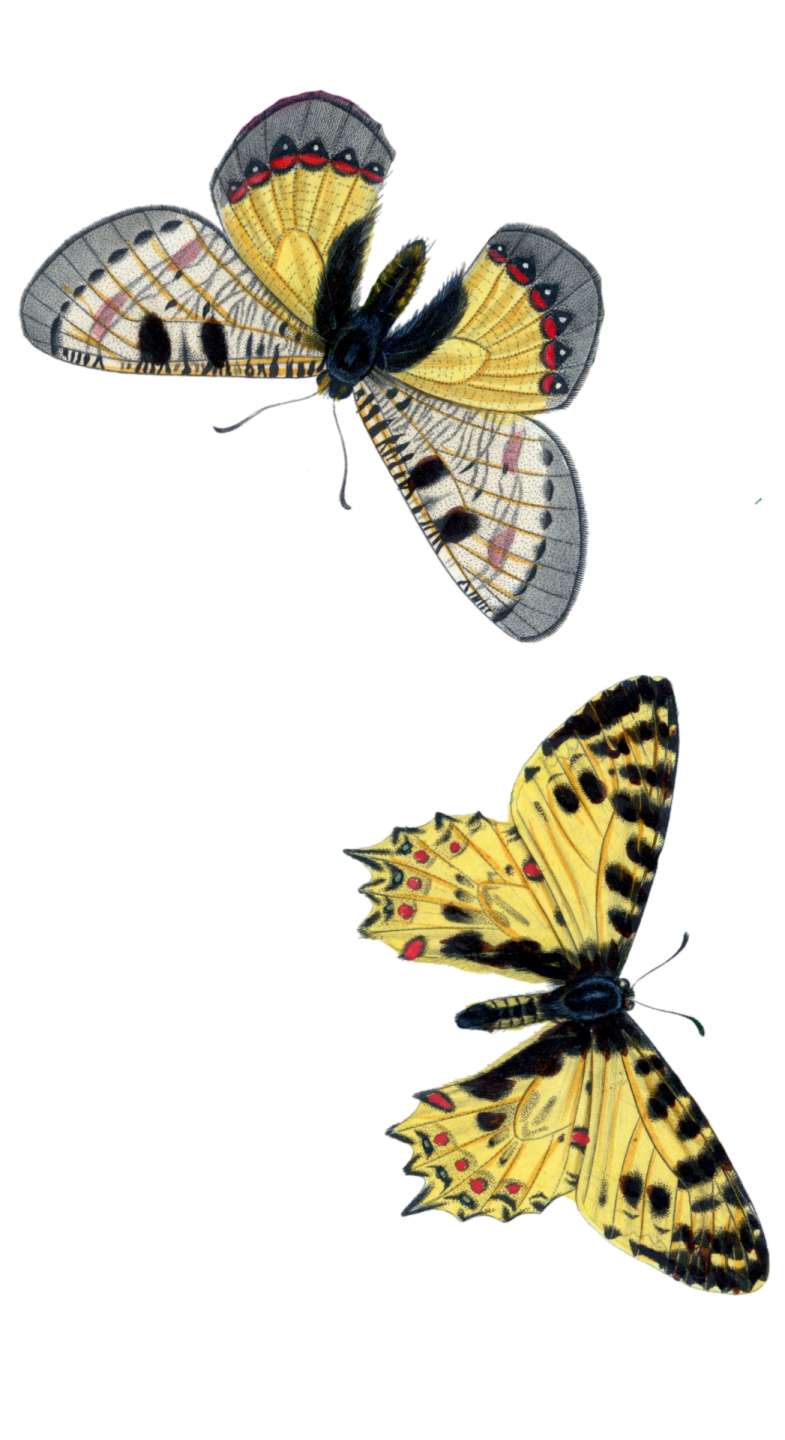 two butterflies on a white background