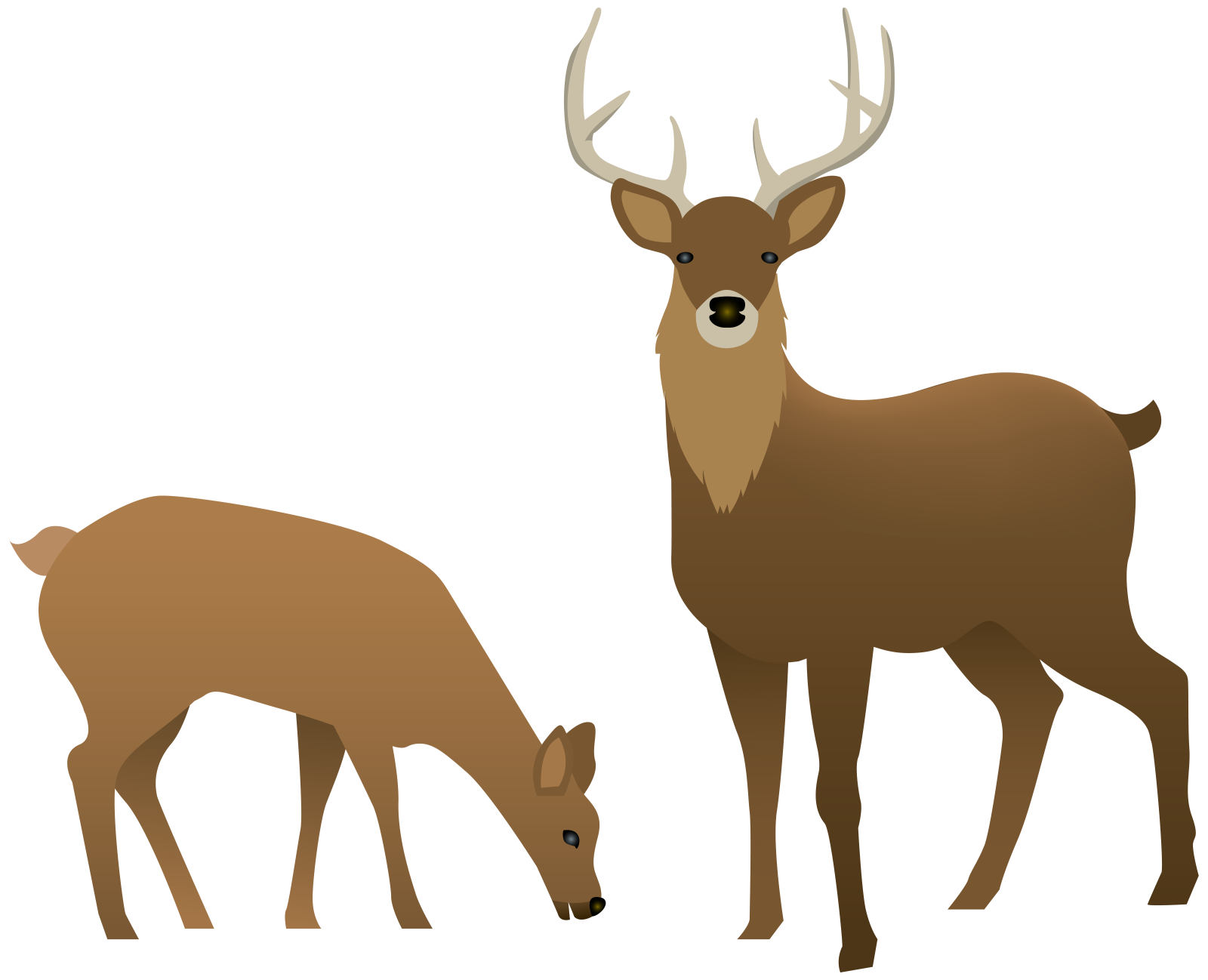 two deers standing next to each other deer