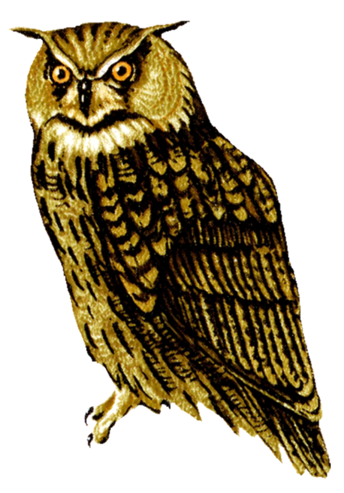an owl sitting on top of a branch