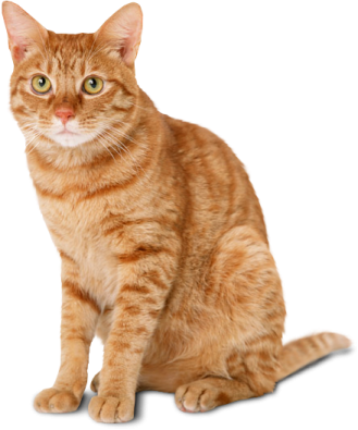 an orange cat sitting on the ground