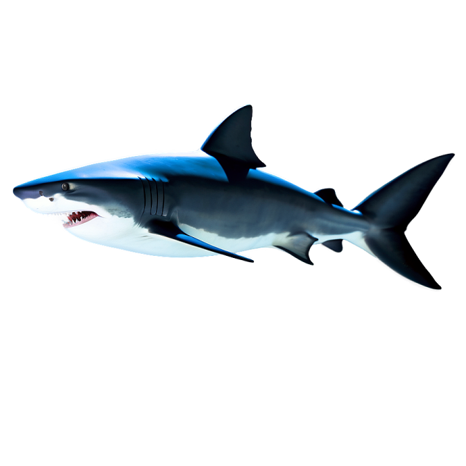 a great white shark swimming in the ocean