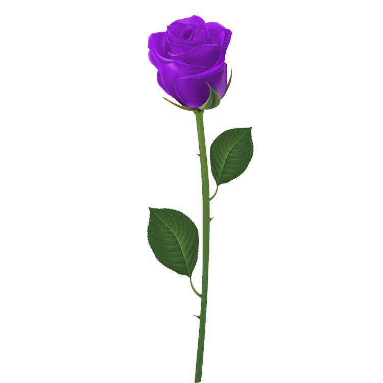 a purple rose on a white background