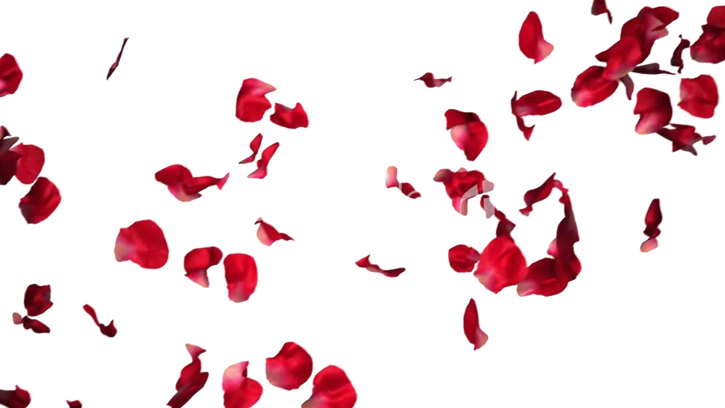 a bunch of red rose petals on a white background