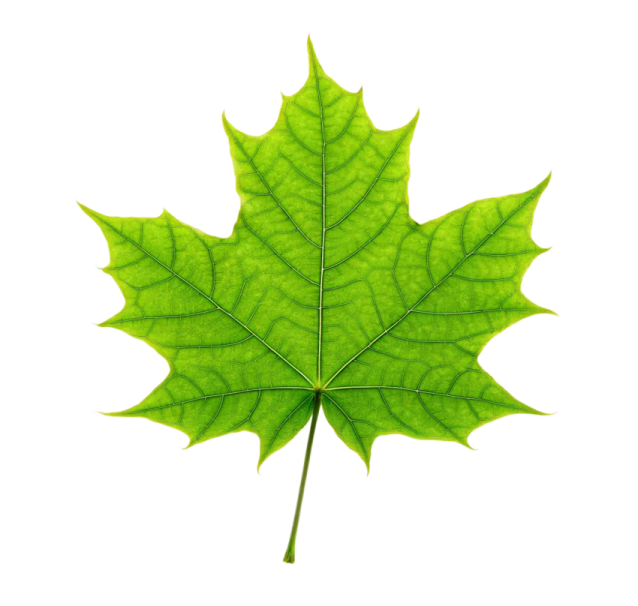 a green leaf on a white background