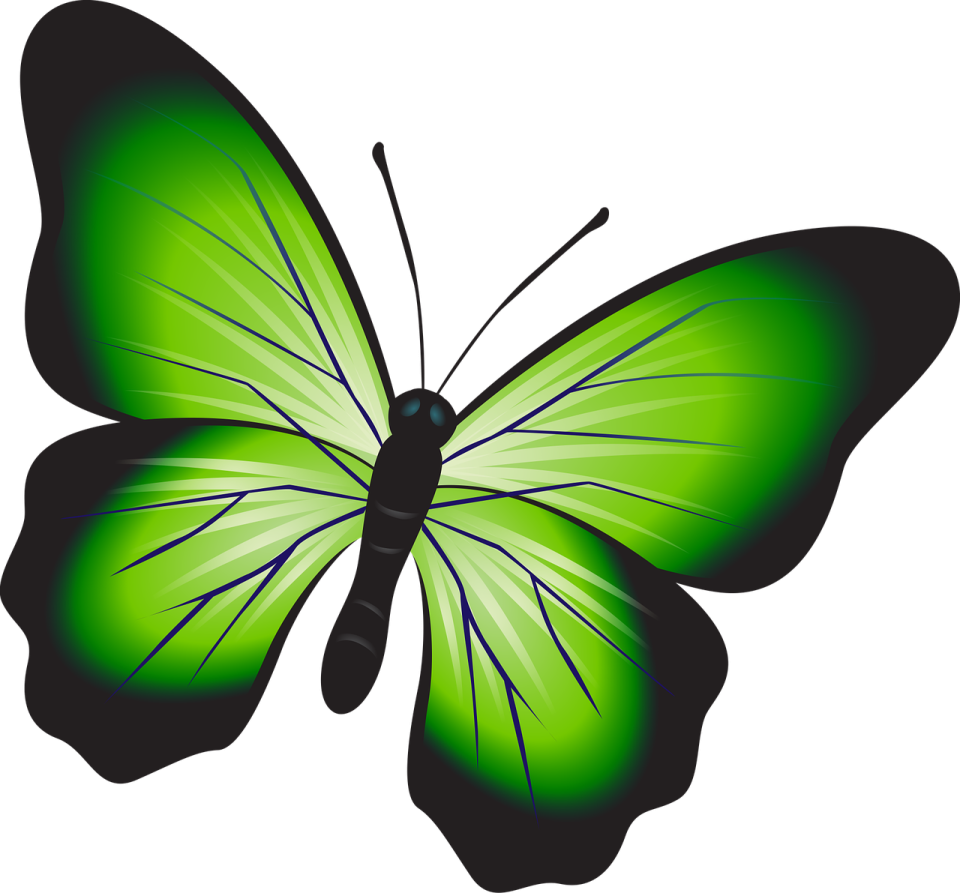 a green butterfly on a white background