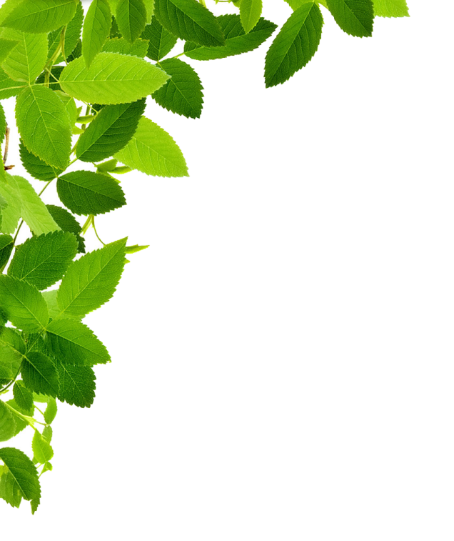 a branch with green leaves on it