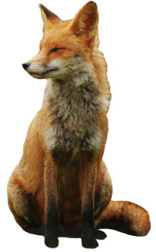 a red fox sitting on the ground