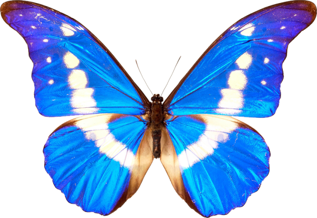 a blue butterfly on a white background