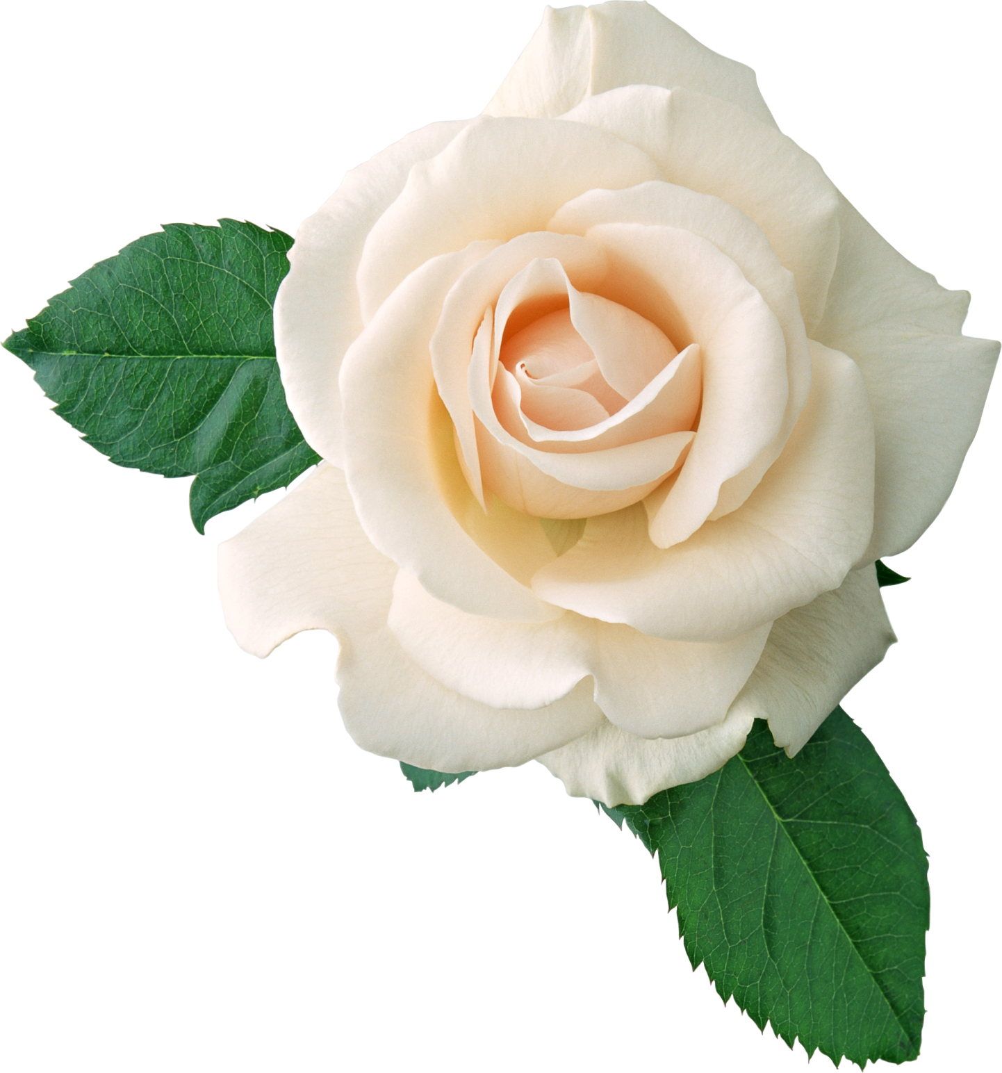 a white rose with green leaves on it