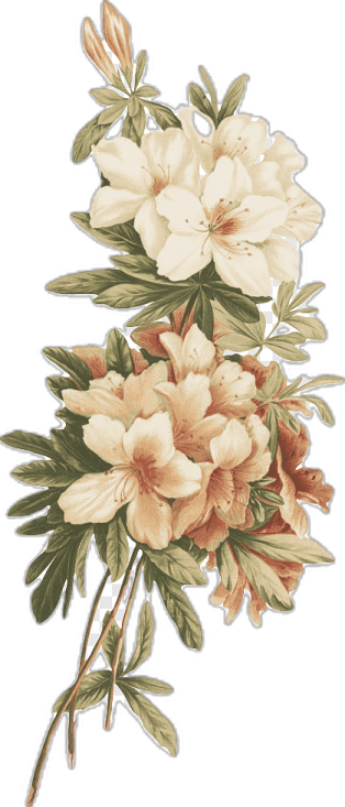 a bunch of flowers on a white background