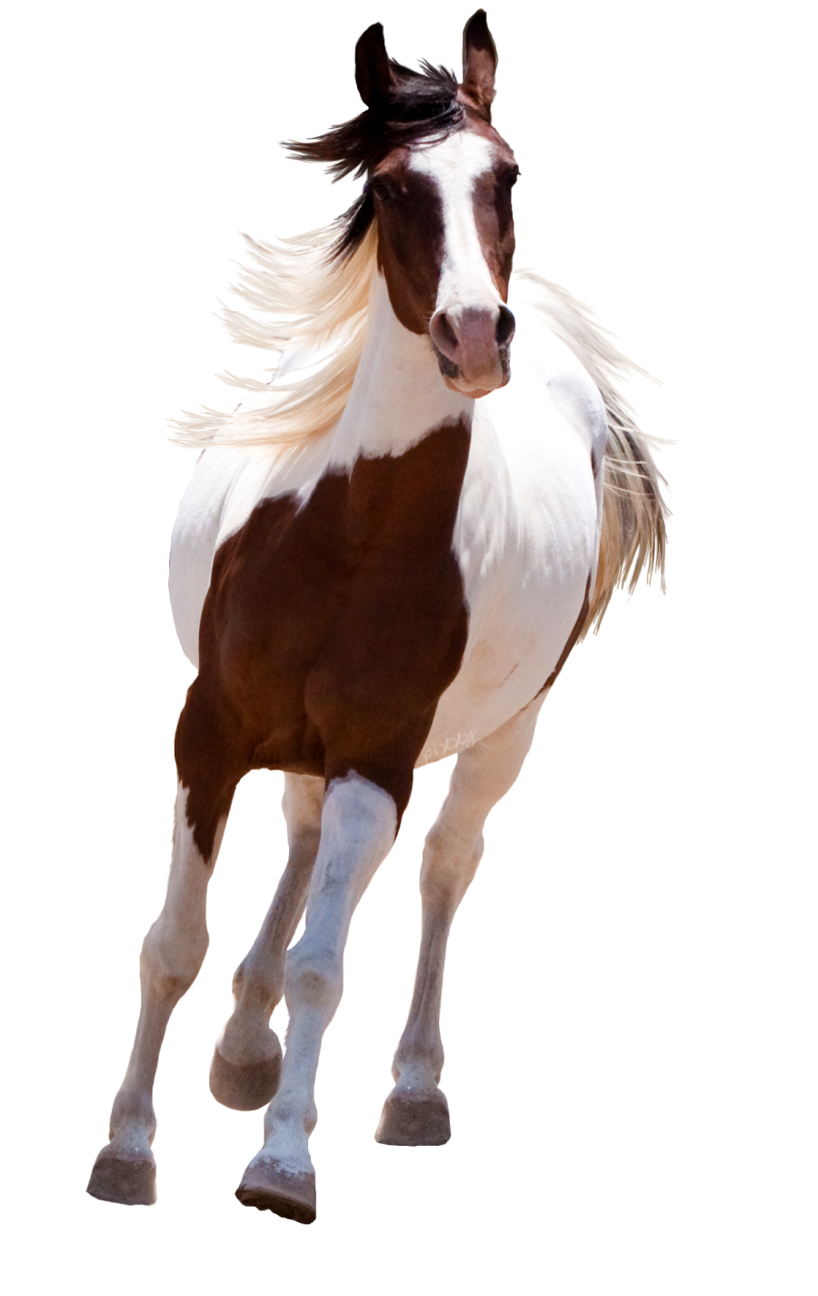 a brown and white horse