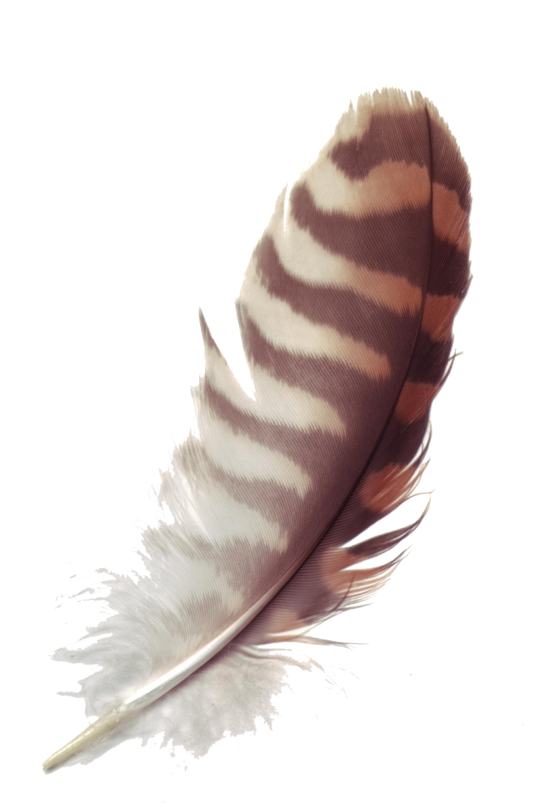 a brown and white feather on a white background