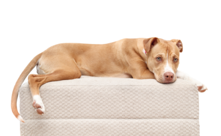 a small brown dog laying on top of a couch