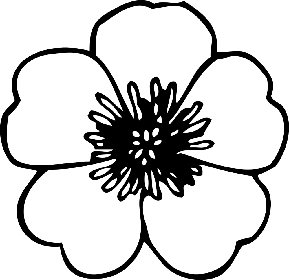 a black and white flower