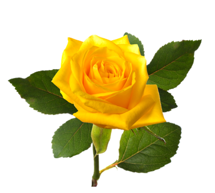 a yellow rose on a white background