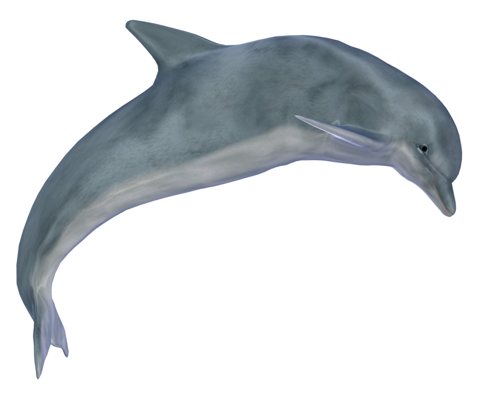 a dolphin jumping in the air on a white background