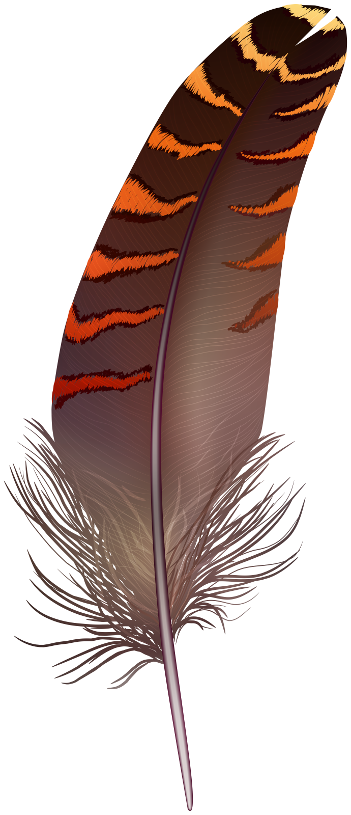 an orange and black feather on a white background