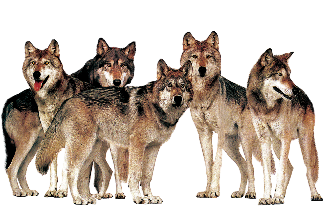 a group of wolfs
