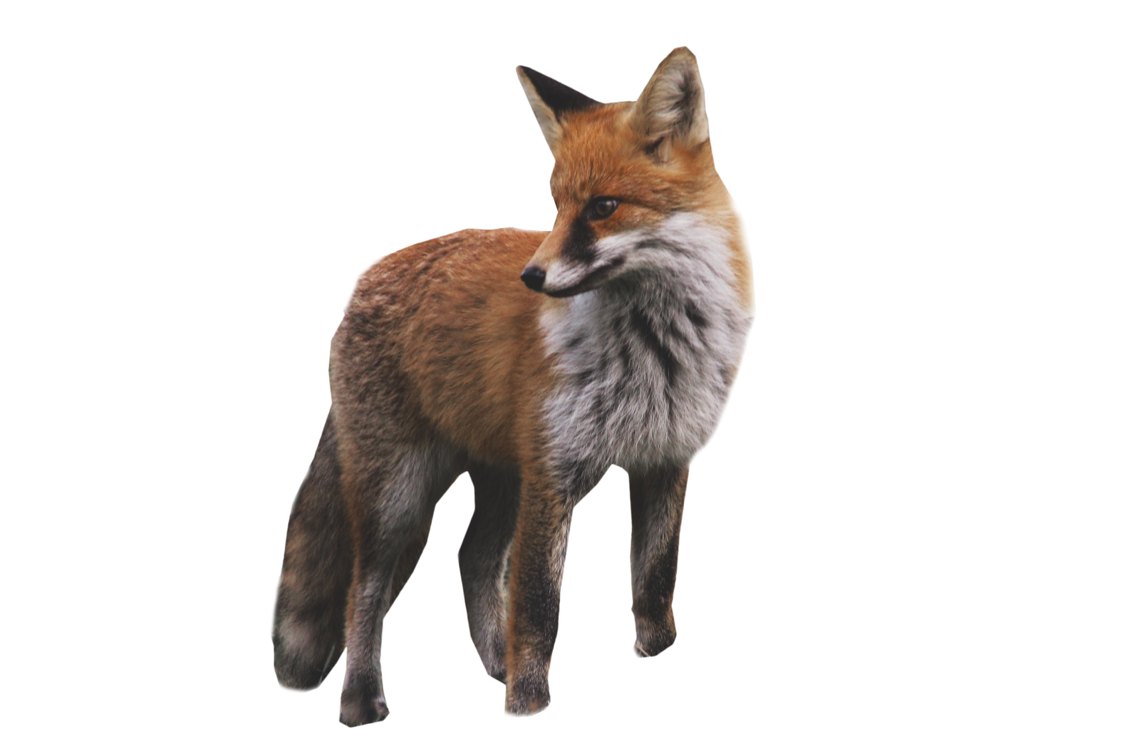 a red fox standing in front of a white background