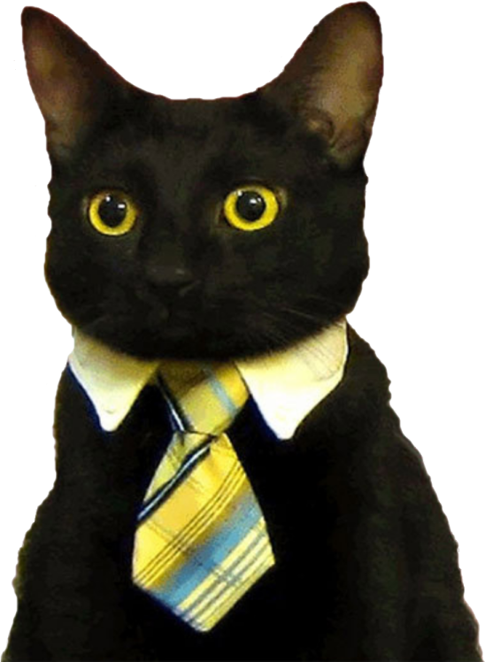 a black cat wearing a tie