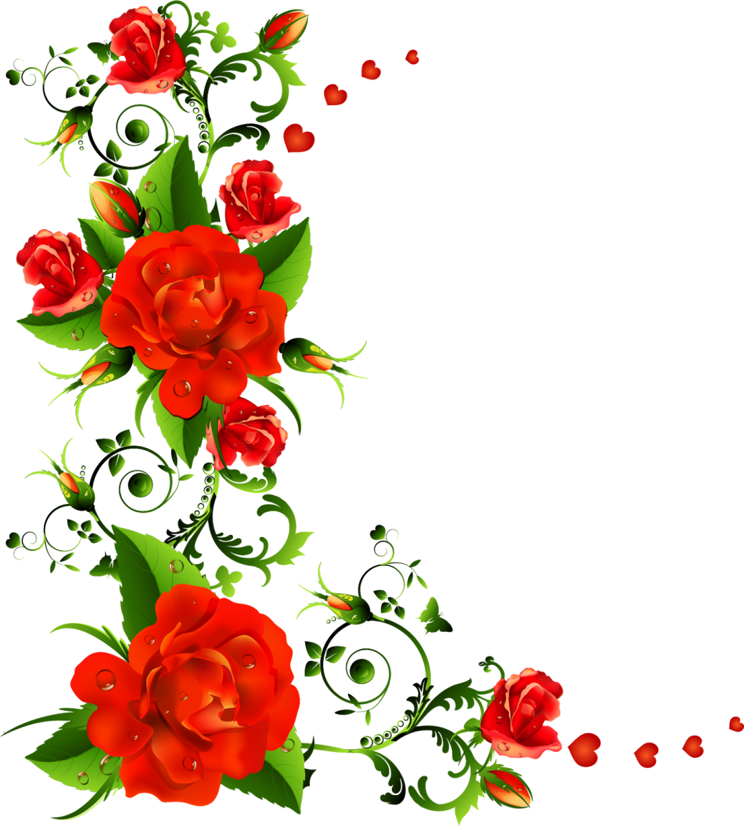 red roses and green leaves on a white background
