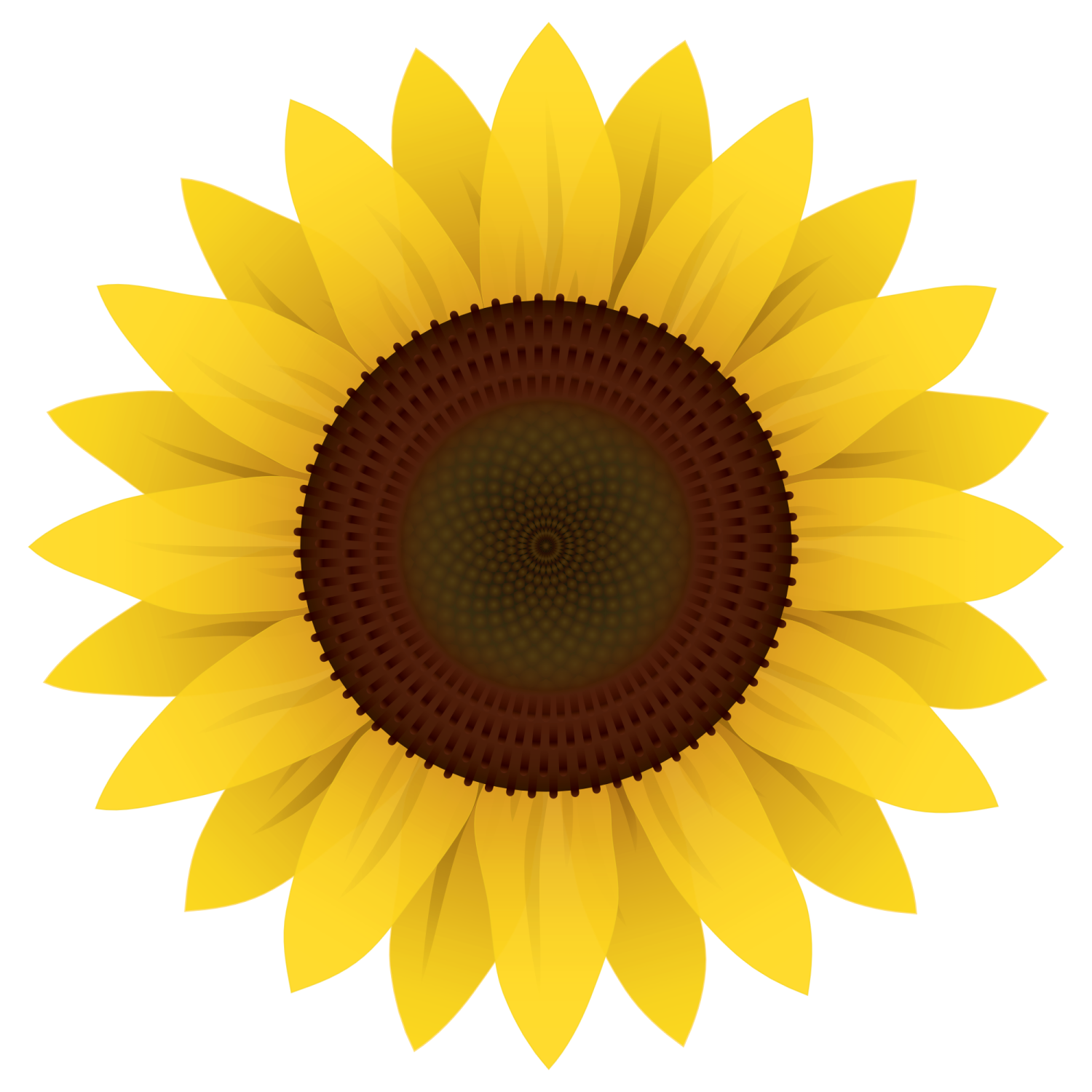 a yellow sunflower on a white background
