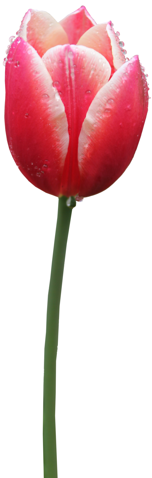 a red flower with water droplets on it