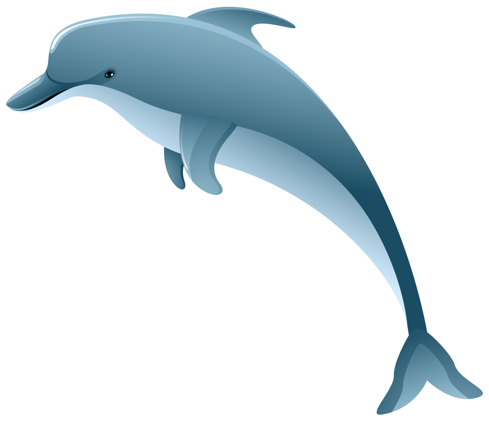 a dolphin jumping out of the water