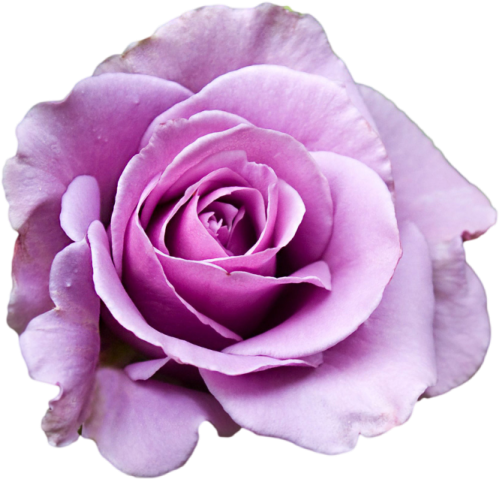 a purple rose on a white background