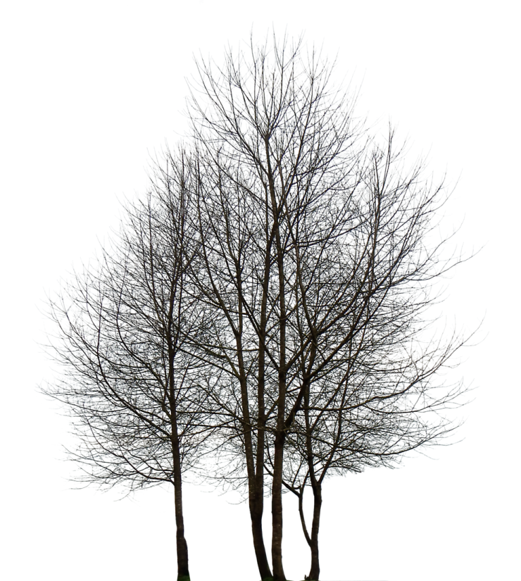 two trees with no leaves on them