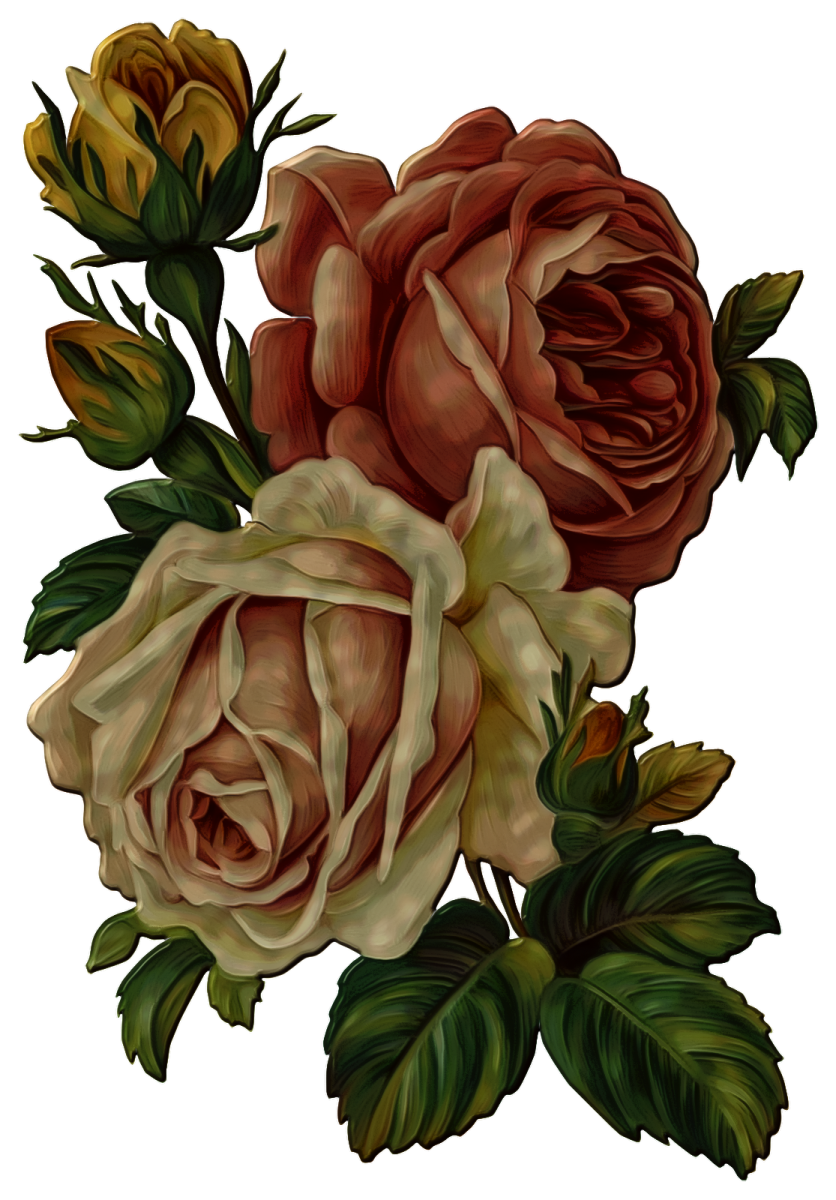 a bunch of roses on a white background