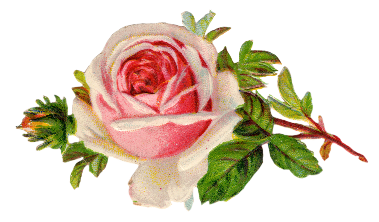 a drawing of a rose on a white background