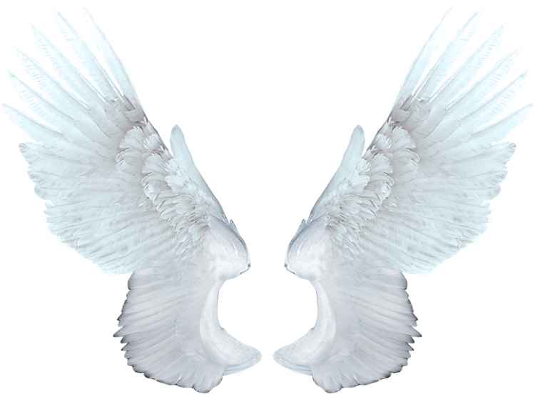 two white wings on a white background