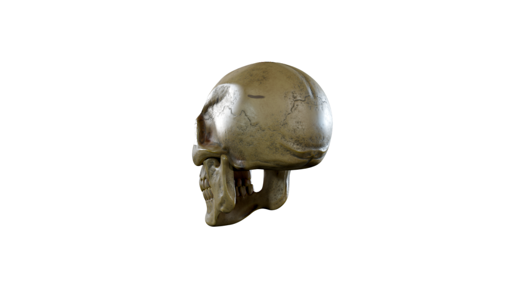 a skull on a white background