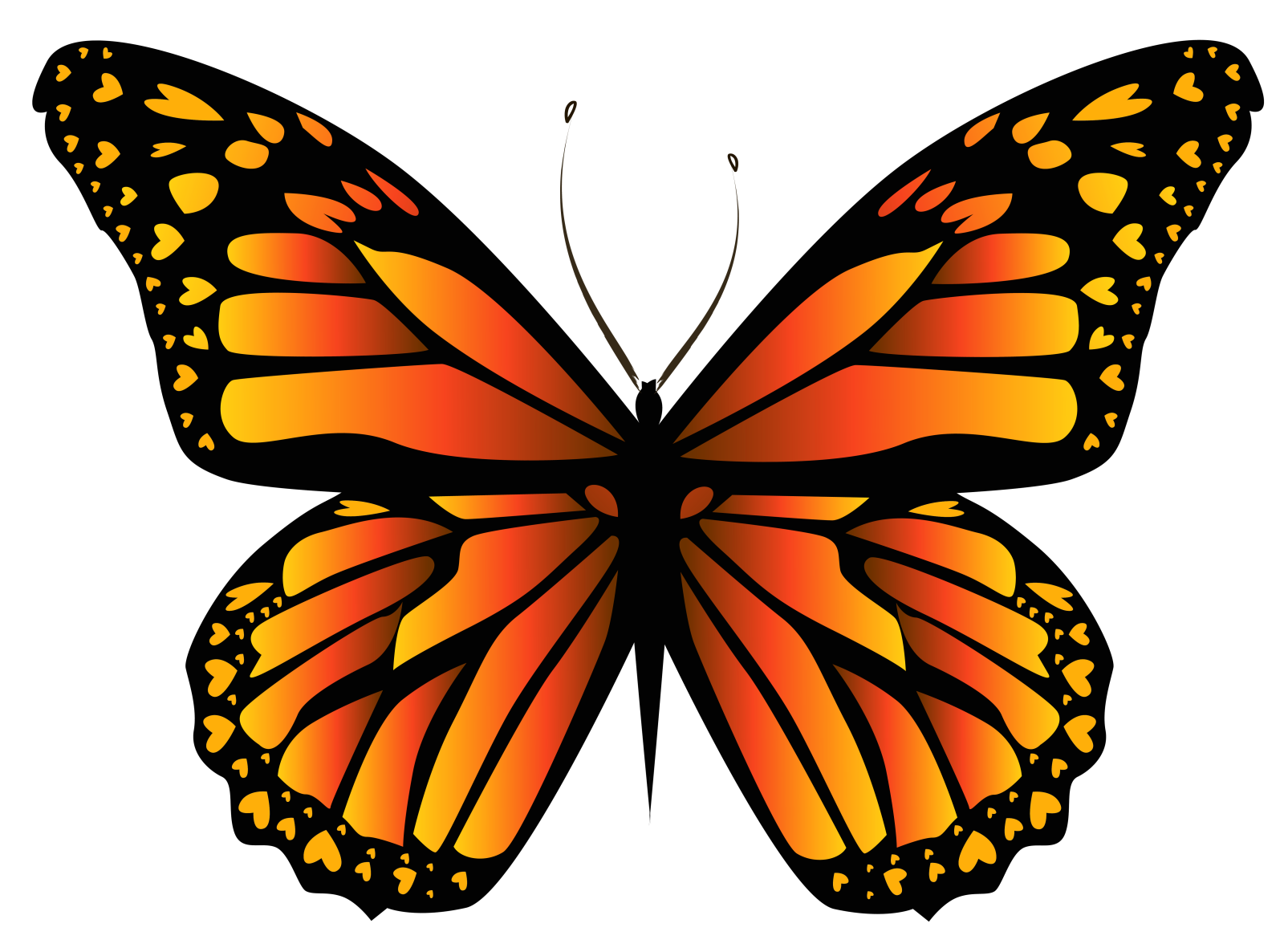 an orange butterfly on a white background