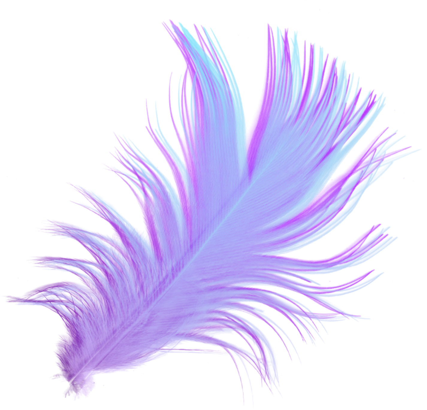 a purple and blue feather on white background