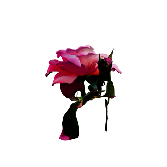 a pink rose on a white background