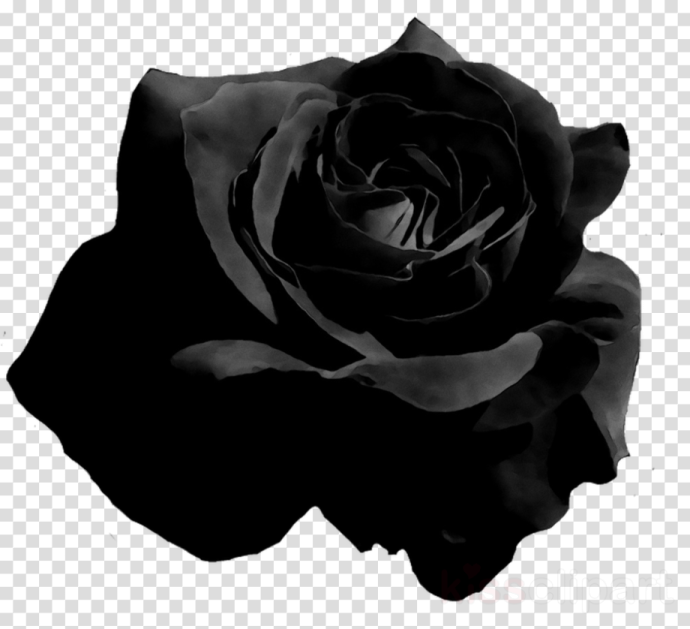 a black rose on a transparent background